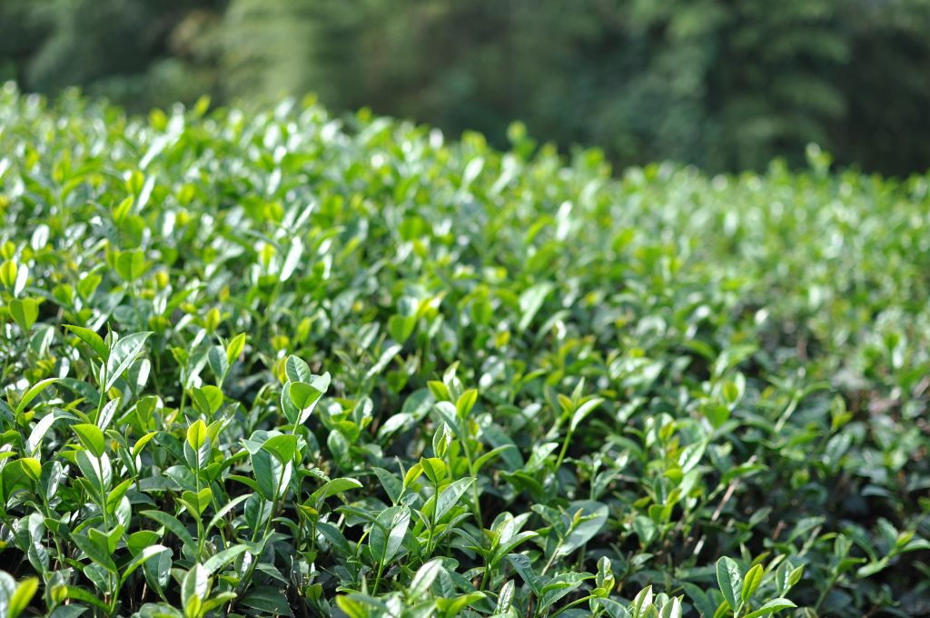 Teepflanzen am Alishan, Taiwan